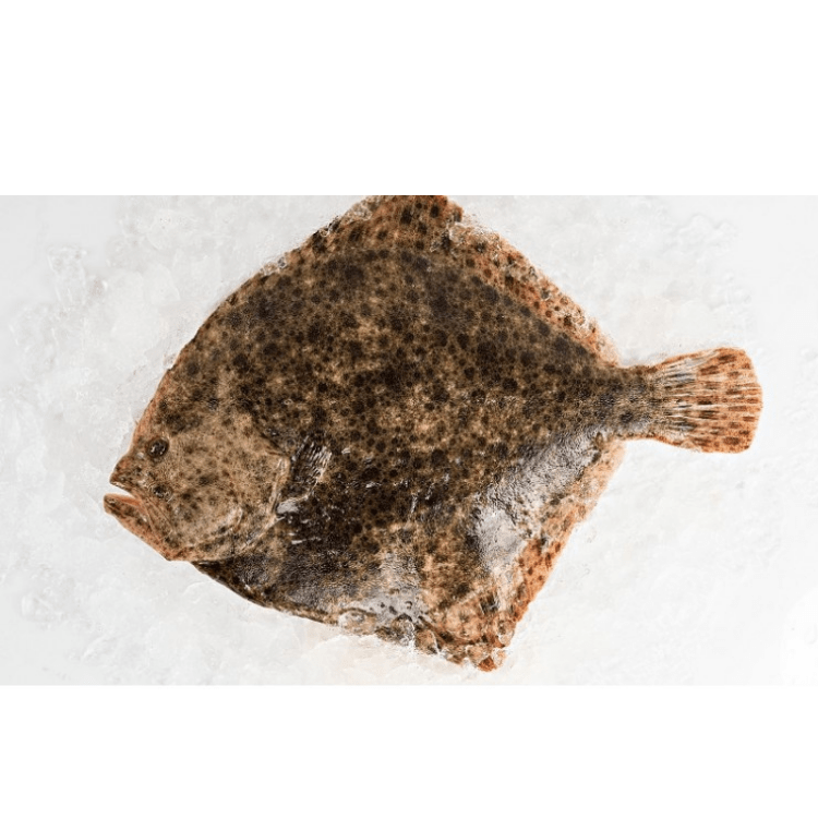 Rodaballo Gallego Salvaje